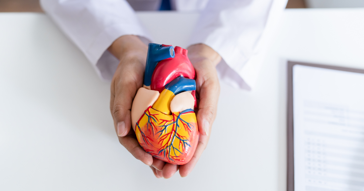 Rola serca w organizmie Niezbędny motor naszego zdrowia